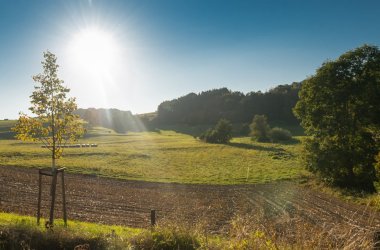 Landschaftsfotografie am Ortsrand der Gemeinde Abtweiler mit Ackerfläche, Wiese und verschiedenen Sträuchern und Bäumen bei tiefstehender Sonne.