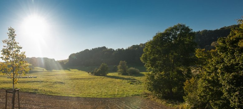 Landschaftsfotografie am Ortsrand der Gemeinde Abtweiler mit Ackerfläche, Wiese und verschiedenen Sträuchern und Bäumen bei tiefstehender Sonne.