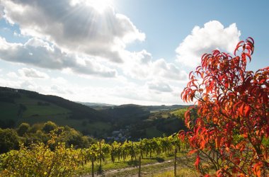 Landschaftsaufnahme. Blick ins Tal auf Auen. Leicht bewölkter Himmel mit tiefstehender Sonne, überwiegend grün belaubte Vegetation, Wein. Im Vordergrund ein rotbelaubtes Obstgehölz.