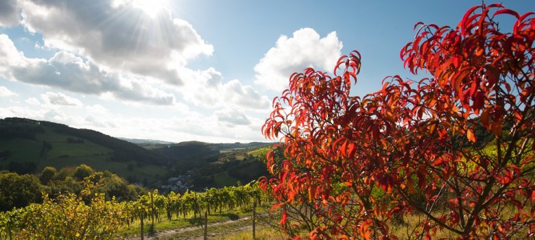 Landschaftsaufnahme. Blick ins Tal auf Auen. Leicht bewölkter Himmel mit tiefstehender Sonne, überwiegend grün belaubte Vegetation, Wein. Im Vordergrund ein rotbelaubtes Obstgehölz.