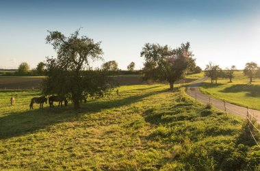 Foto eines Wirtschaftsweges innerhalb einer Feld- und Wiesenlandschaft. Vereinzelte Pferde, fast wolkenloser Himmel, tiefstehende Abendsonne.