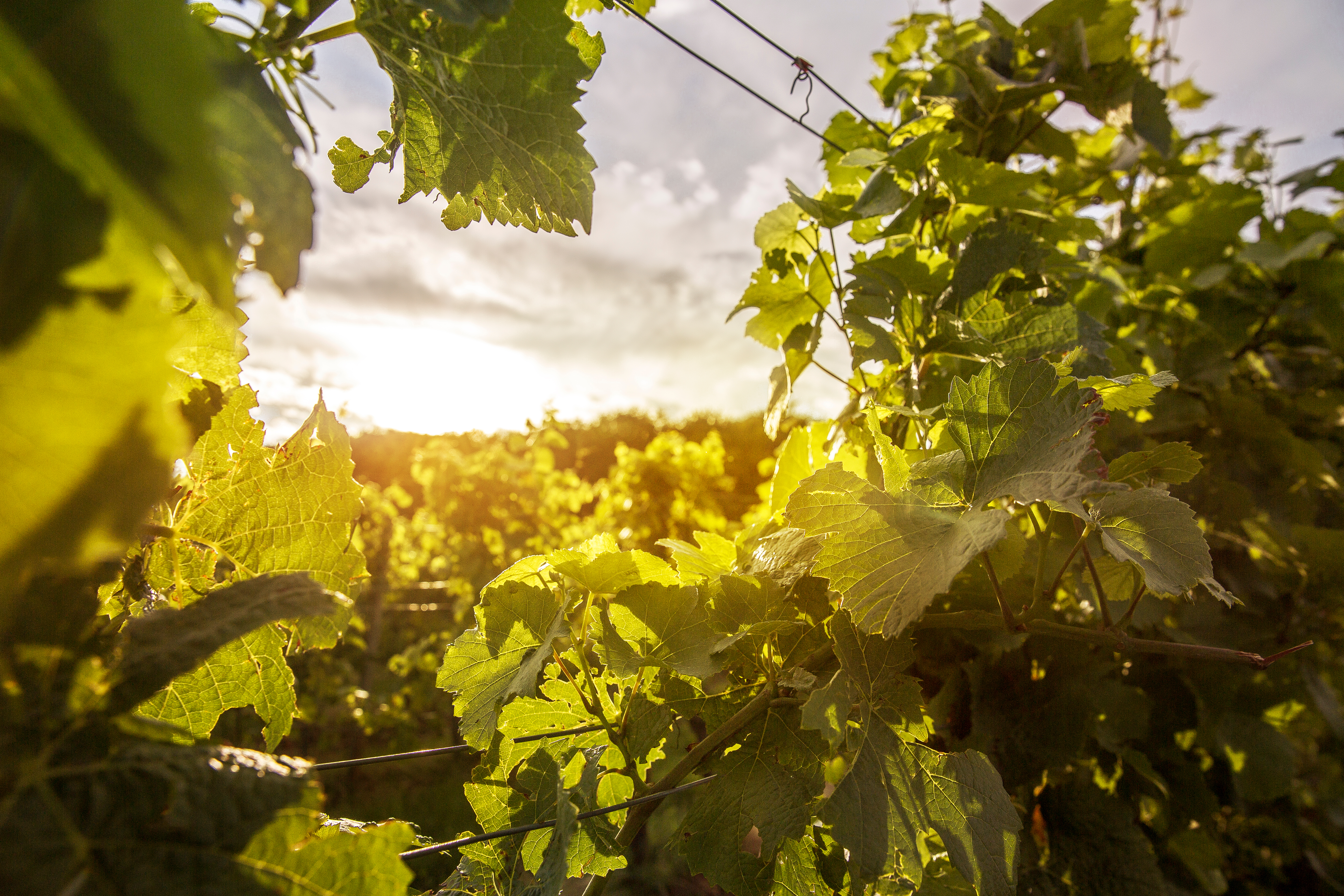 grün belaubte Weinreben