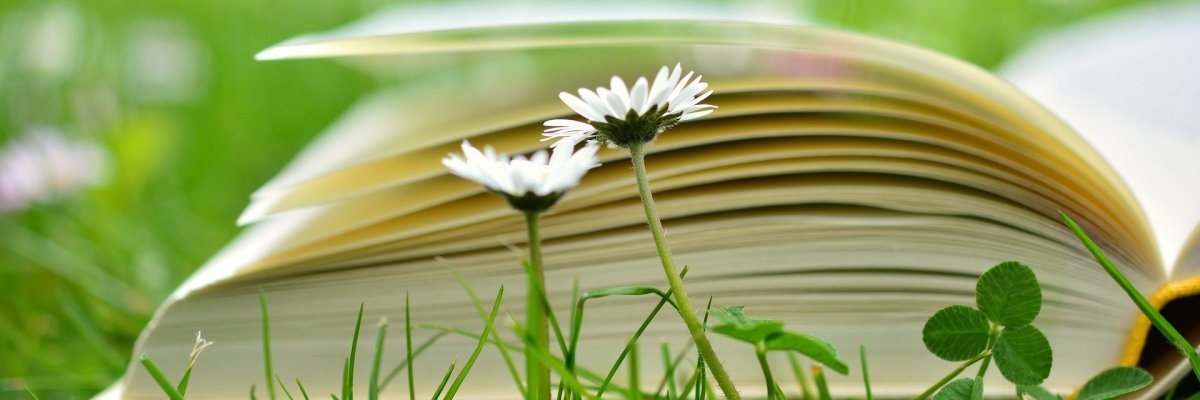 Seitliche Nahaufnahme eines aufgeklappten Buches in einer Wiese vor zwei Gänseblümchen und einem kleinen Kleeblatt